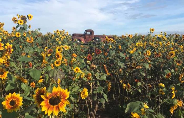 Sanborn sunflowers